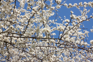 Blühende Frühlingsbäume