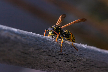 a wasp collects building material for your wasp nest