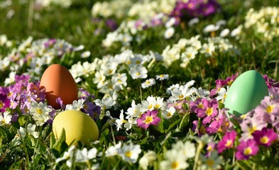 Oeufs de pâques et fleurs de printemps