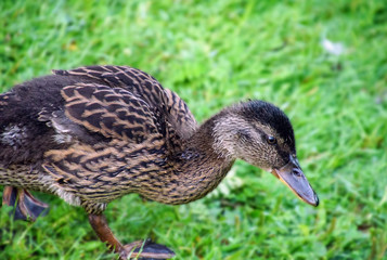 Ente