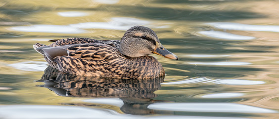 duck in the water