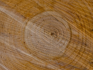 Naklejka premium abgesägte Baumscheiben, Hintergrund Muster, Jahresringe