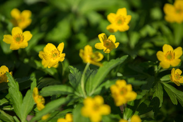 First flowers in springtime: Eranthis hyemalis. Eranthis hyemalis is a plant found in Europe, which belongs to the family Ranunculaceae. Motion blur image.