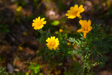 Jardín lleno de flores en primavera a pleno sol