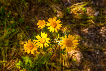Jardín lleno de flores en primavera a pleno sol