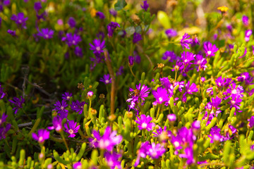 Jardín lleno de flores en primavera a pleno sol