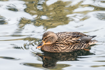 duck in the water