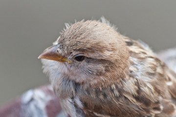 Naklejka premium Young sparrow sitting outdoors