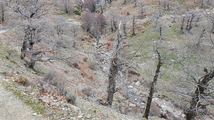 tree in spring