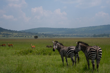 Fototapeta na wymiar wild zebras rwanda savana 