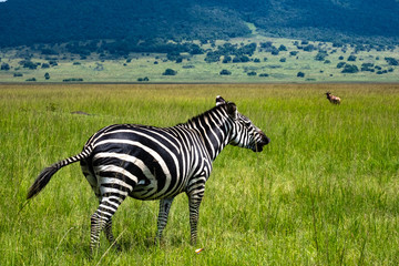 Fototapeta na wymiar Zebra in Ruanda savana 