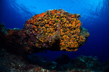 Ambiente subacqueo roccia e margherite di mare