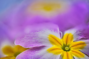 Close-up of a pink, white and yellow primrose on a blue background