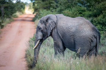 African Elephant standing on the side of the road.