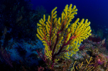 Fototapeta na wymiar Ambiente subacqueo gorgonia