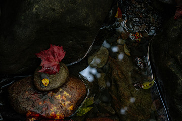 autumn leaves on black background