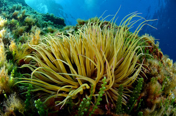Naklejka na ściany i meble anemone marino
