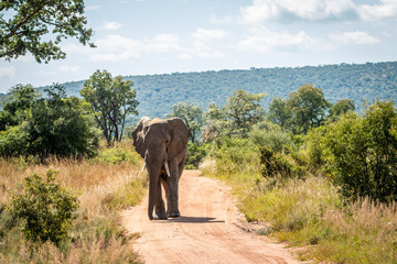 Big African elephant walking towards the camera.