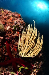 Fototapeta na wymiar Ambiente subacqueo gorgonia