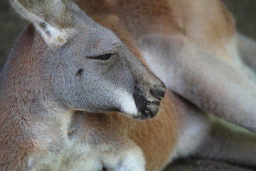 A wild kangaroo laying on the ground
