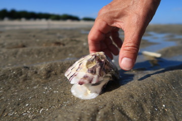 un coquillage sur une plage avec une main
