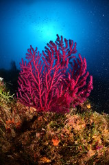 Fototapeta na wymiar Gorgonia corallo mediterraneo