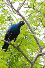 greater blue-eared starling 