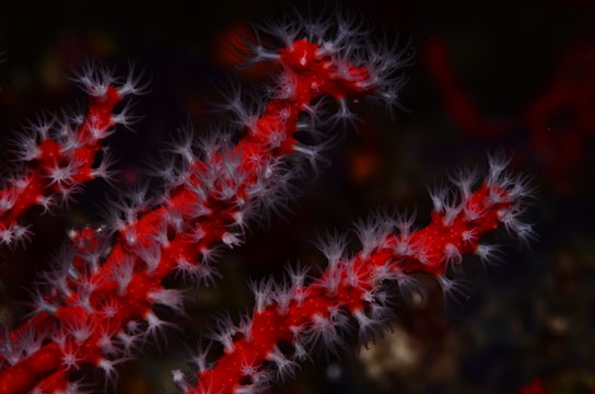 Corallo rosso