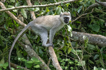 silver monkey Rwanda 