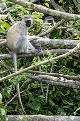 silver monkey Rwanda 