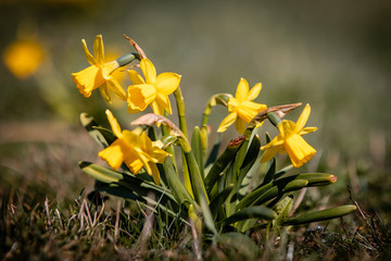 daffodil in spring