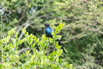 greater blue-eared starling 