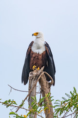 Fish eagle rwanda 