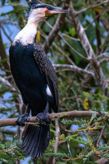 cormoran 