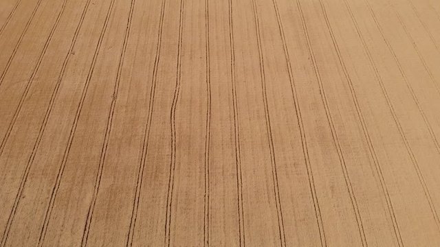 Aerial view of beautiful vast yellow field of ripe wheat plants. Drone shot of agricultural work and concept of food industry