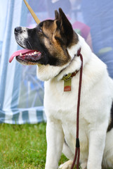 Dog breeds American Akita on a walk