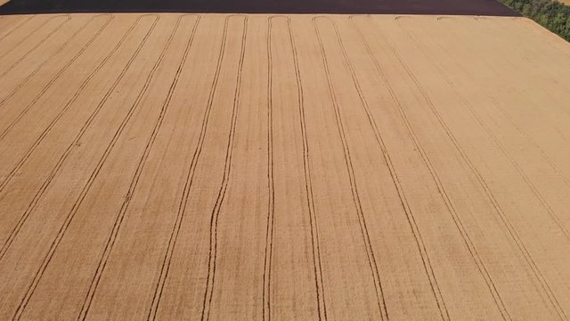 Aerial view of beautiful vast yellow field of ripe wheat plants. Drone shot of agricultural work and concept of food industry