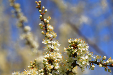 apple blossoms on fruit trees in spring