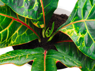 Broken croton coming back to life. Codiaeum variegatum. © Andrii Kyselov