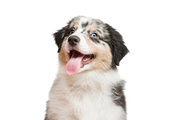 Fototapeta premium funny and cute portrait puppy Aussies or Australian shepherd, isolated background.