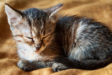 Beautiful tricolor kitten with blue eyes is sweetly laying on the gold bedcover and sleeping. Pet in the home