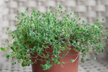 Thyme plant growing in a potted room