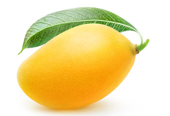 One whole yellow mango fruit isolated on white background
