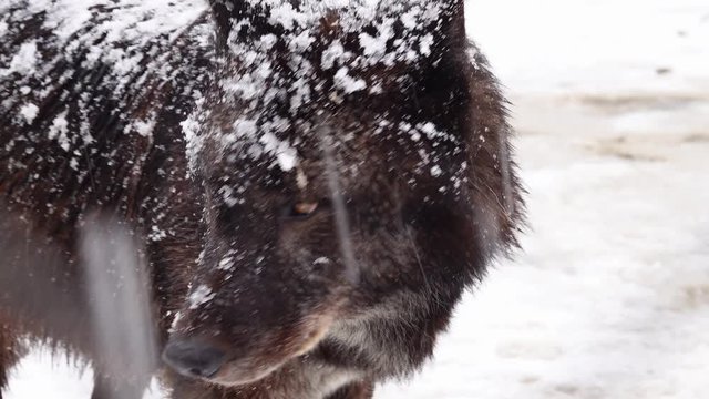 Portrait of a Canadian wolf. Harsh winter atmosphere.