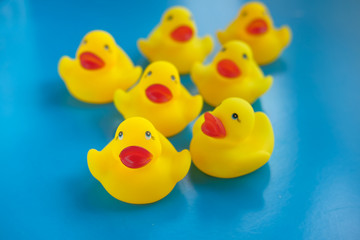 Close up of yellow color plastic duck on blue background.
