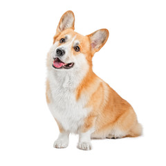 Portrait of a cute dog Corgi. He lies and looks . Background is isolated.