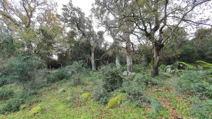 trees in the forest