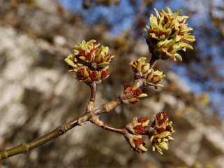 buds and flowers of Box Elder Acer Negundo tree at spring