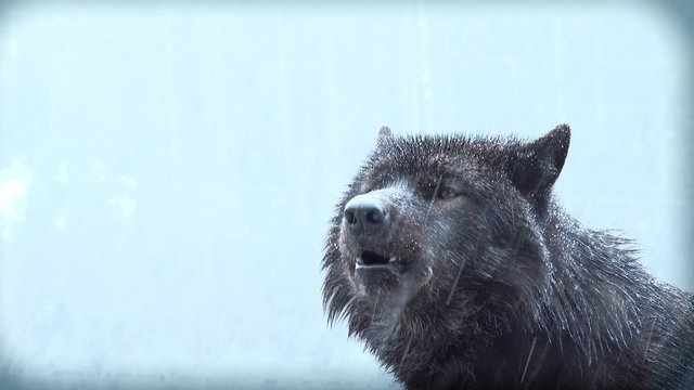 Portrait Howling wolf winter isolated on a white screen