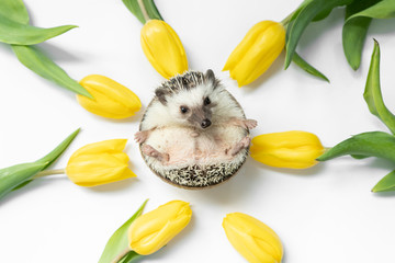 hedgehog and yellow tulips © martynanysk